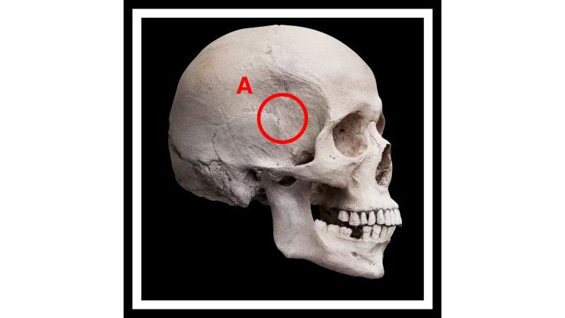 Demonstrator in Dept. of Anatomy and Neuroscience (2020-2023)